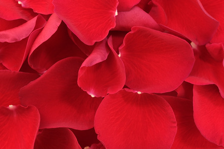 Solid red floral background of rose petals on a full frame macro photoの写真素材