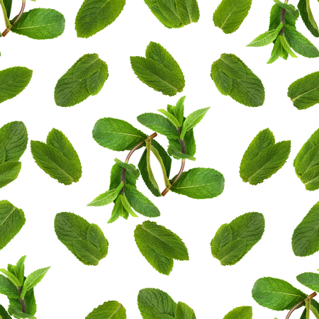 Seamless floral pattern of twigs and leaves of fragrant green peppermint on a white backgroundの写真素材