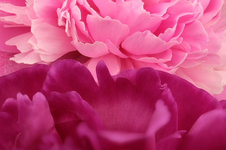 Pink peony blooms closeup macro photography floral bright floral backgroundの写真素材