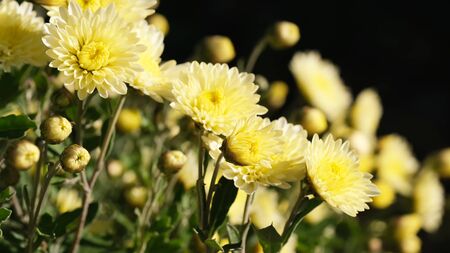 Autumn flowers chrysanthemum garden on a bright sunny day closeupの写真素材