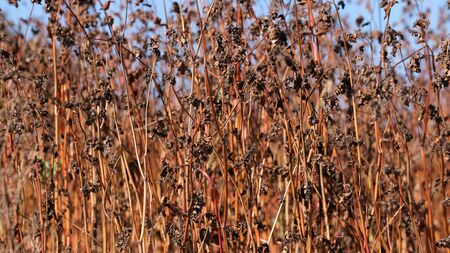 Autumn colorful landscape with uncleaned buckwheat field on the edge of the forest plantation on a bright sunny dayの写真素材