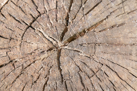 Wooden textural background from birch close-up macro shot