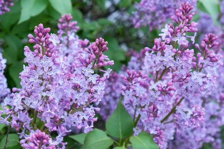Bunches of flowering lilac bush on a sunny spring day in the garden