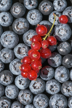 Sweet ripe blueberries close up macro photography
