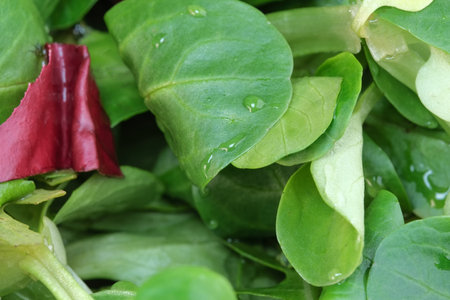 Raw smoked sausage sliced into thin slices grocery meat background close-up macro photographyの写真素材