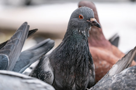Wild city pigeons peck on scattered grain winter time close-up