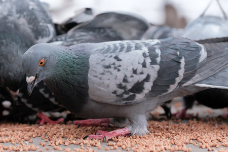 Wild city pigeons peck on scattered grain winter time close-upの写真素材