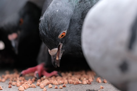Wild city pigeons bird portrait in winter time close-upの写真素材