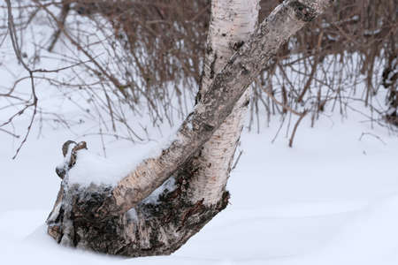 Snowy city courtyard with park bench close-up cloudy dayの写真素材