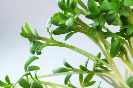 Live growing micro greens sprouts of watercress close-up vegetable background healthy vegetable...