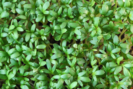 Live growing micro greens sprouts of purple radish close-up vegetable background healthy vegetable...