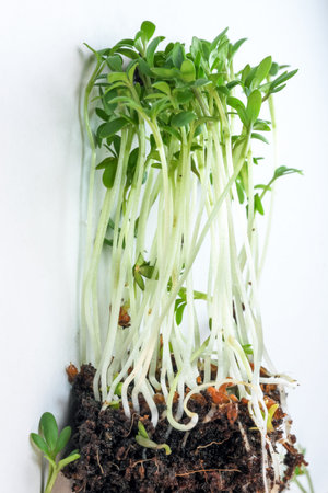 Live growing micro greens sprouts of watercress close-up vegetable background healthy vegetable...
