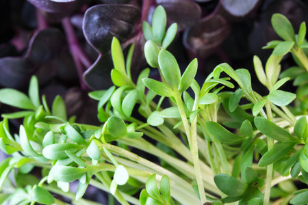 Live growing micro greens sprouts of watercress and purple radish close-up vegetable background healthy vegetable supplement in saladsの写真素材