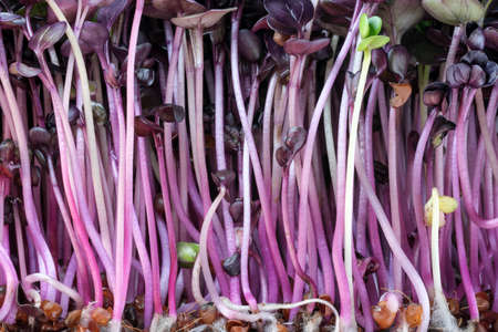 Live growing micro greens sprouts of purple radish close-up vegetable background healthy vegetable supplement in saladsの写真素材