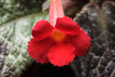 Small blooming red flower house plant Episcia close-up macro photographyの写真素材