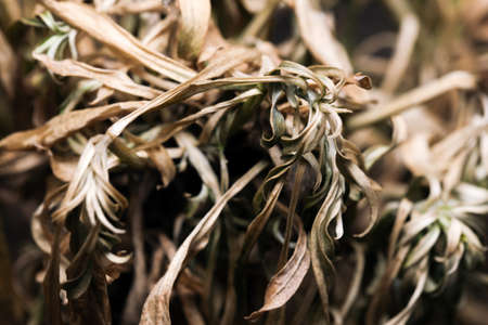 Artistic vegetative background tree trunk with textured bark on black background close-up macro photographyの写真素材