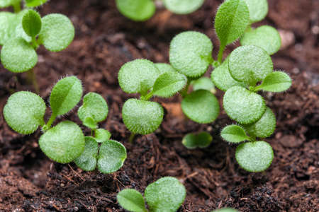Small sprouts of plants on peat soil close-up macro photographyの写真素材
