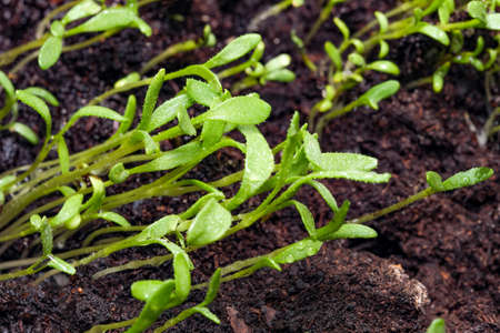 Small sprouts of plants on peat soil close-up macro photographyの写真素材