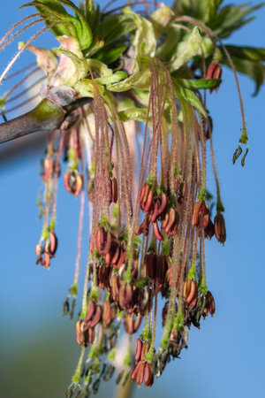Flowers and buds of spring fruit tree apricots close-up macro photographyの写真素材