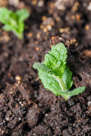 Green plant background close-up leaf plant macro photographyの写真素材