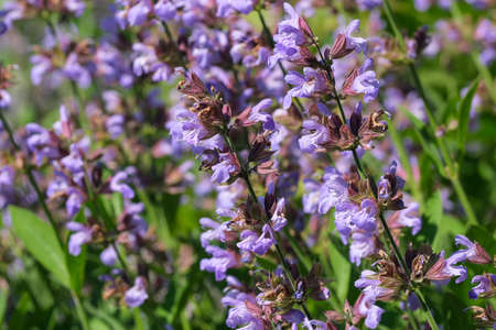 Varietal cultivated sage - medicinal aromatic herb blooms on a sunny summer day close-upの写真素材