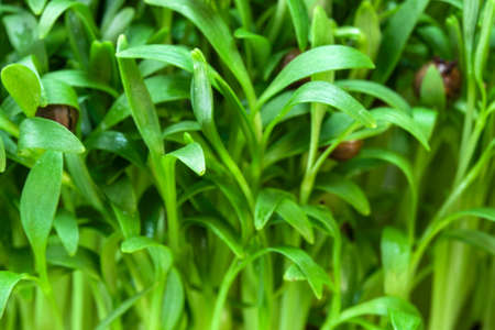 Cilantro sprouts micro greens fortified vegetarian food close-up macro photographyの写真素材