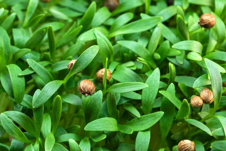 Cilantro sprouts micro greens fortified vegetarian food on brown ceramic plate close-up macro...