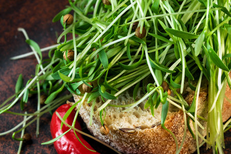 Cilantro sprouts micro greens fortified vegetarian food on brown ceramic plate close-up macro...