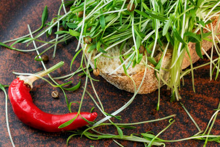Cilantro sprouts micro greens fortified vegetarian food on brown ceramic plate close-up macro photographyの写真素材