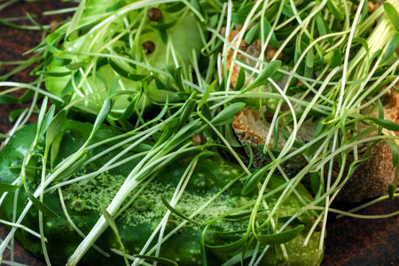 Cilantro sprouts micro greens fortified vegetarian food on brown ceramic plate close-up macro...