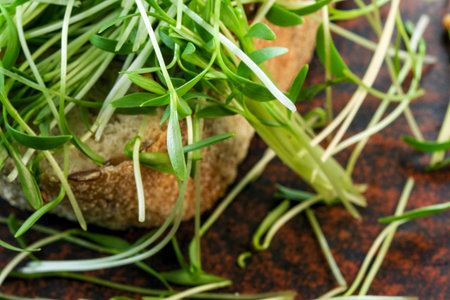 Cilantro sprouts micro greens fortified vegetarian food on brown ceramic plate close-up macro...