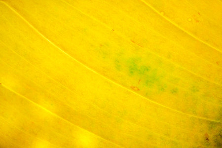 Multi-colored ripe sweet plums of different varieties on a wooden table close-up macro photographyの写真素材