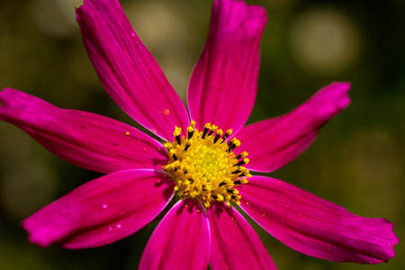 Autumn red flowers garden on a bright sunny day closeup