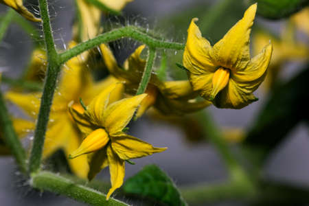 Indoor plant tomato blooms on a balcony in a city apartment close-upの写真素材