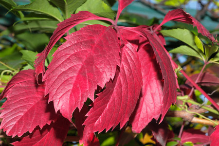 Wild grapes with red leaves autumn still life close-up macro photography