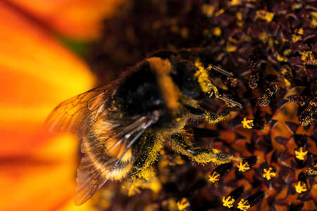 Bumblebee collecting nectar and pollen on a blooming sunflower flower on a summer day close-up macro photographyの写真素材