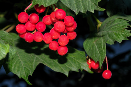 Red viburnum berries in clusters on a branch on a sunny summer day close-upの写真素材