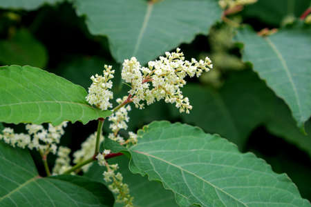 White autumn ornamental plants on the city flower bed close-upの写真素材