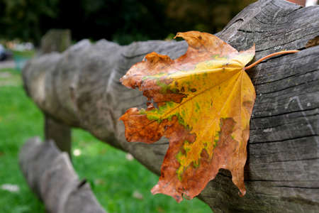 Yellow maple leaf symbol of the coming autumn clung to the wooden back of the street bench close-upの写真素材