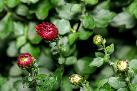 Art postcard macro photography autumn flower in red and green colors