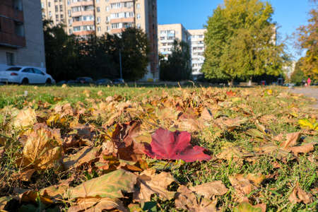 Autumn sketch background with yellowing and falling leaves in the park in front of residential buildingsの写真素材