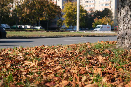 Autumn sketch background with yellowing and falling leaves in the park in front of residential buildingsの写真素材