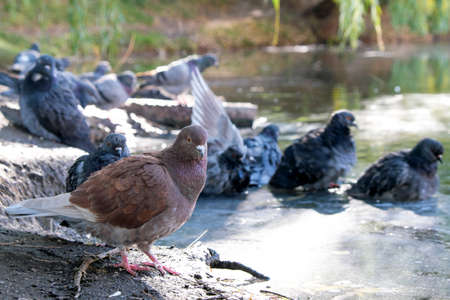 City pigeons swim in a puddle on an asphalt road after an autumn rain in cloudy weatherの写真素材