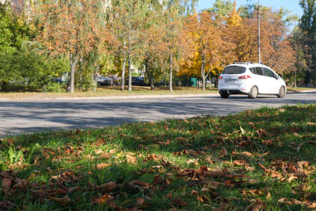 Cityscape with yellowed trees on a warm autumn sunny dayの写真素材