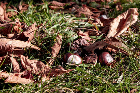 Autumn sketch background with yellowing and falling leaves in the park in front of residential buildingsの写真素材