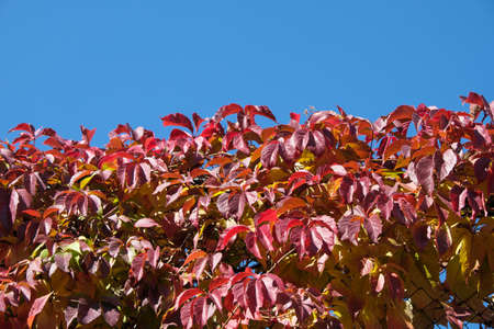 Grape wild vine in autumn sunny day plant background close-upの写真素材