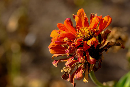 Autumn withered disappearing flowers in a city flower bed close-up macro photography