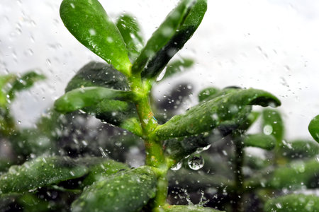 Water shower for indoor plant common crussula, cleaning from pests and dust
