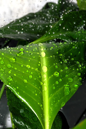 Water shower for indoor plant spathiphyllum ordinary, cleaning from pests and dust