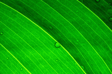 Water droplets on green fresh leaf close up macro photography